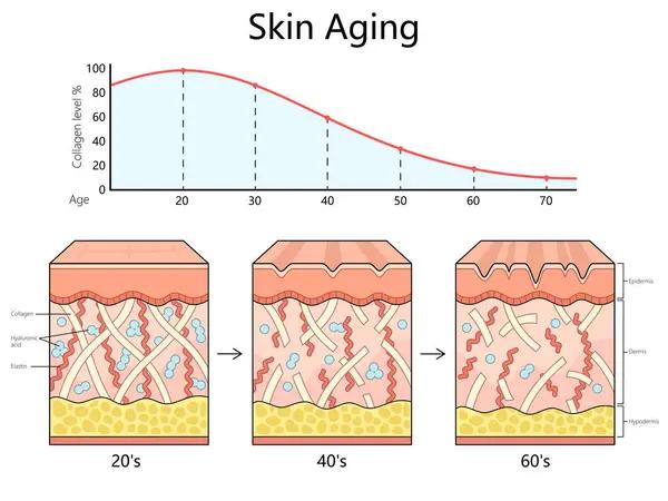 The Importance of Skin Elasticity Checks in Plastic Surgery Clinics