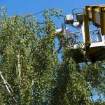 Tree Service Tallahassee Complete Tree Removal & Care