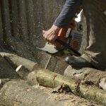 Trusted Shelton Tree Service for Residential Properties
