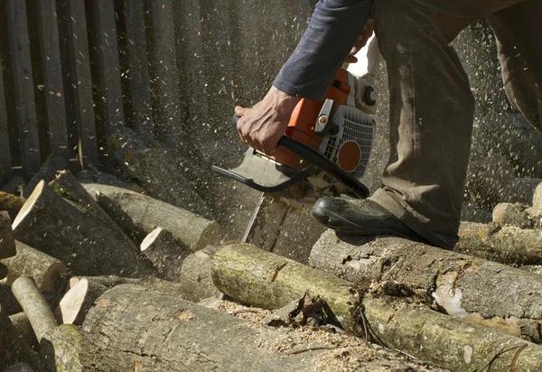 Trusted Shelton Tree Service for Residential Properties